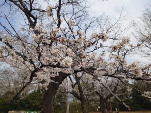2025/4/1 新年度がはじまりました